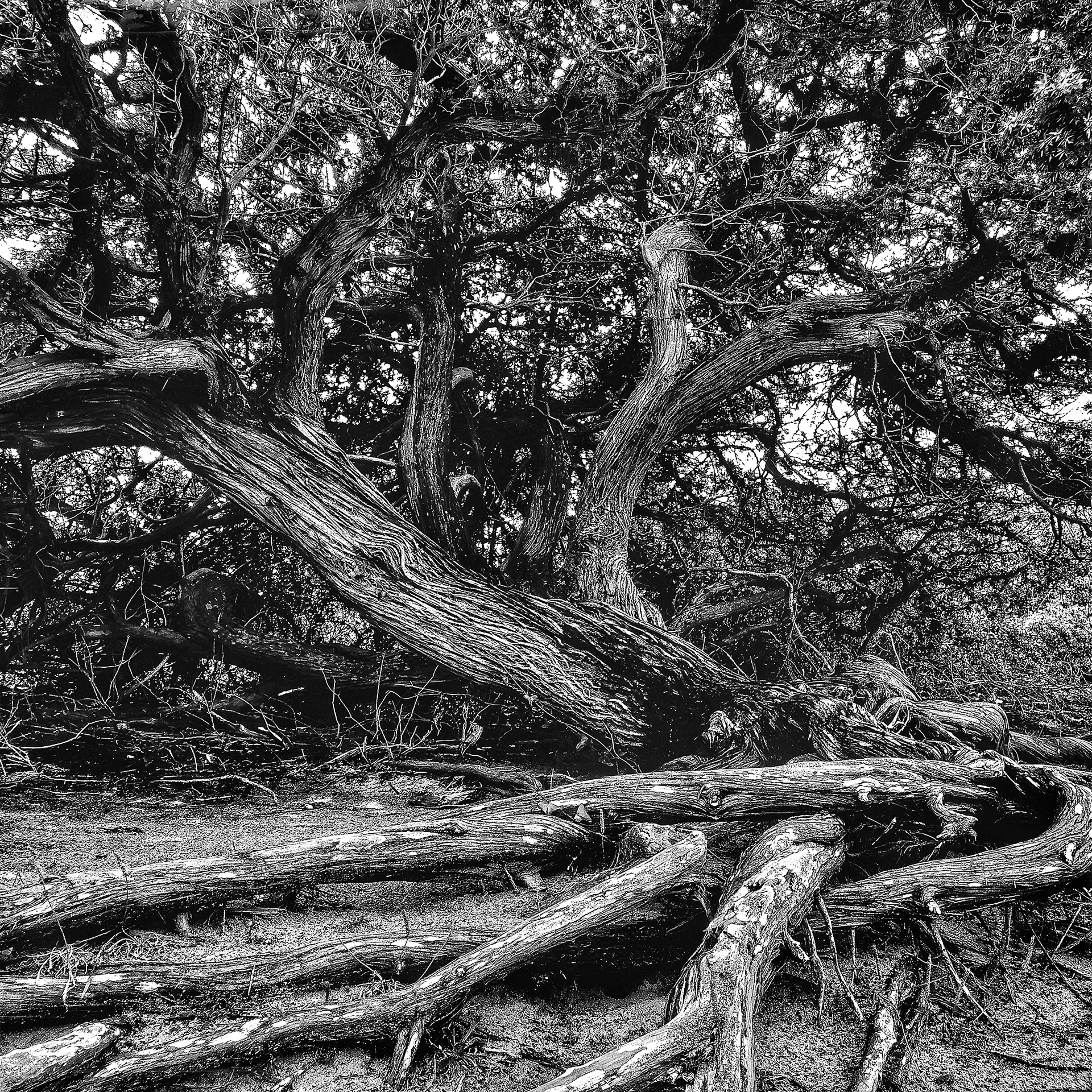 la fotografia consapevole porta ad osservare dettagli che ad un occhio distratto sfuggono. L'albero presente in questa fotografia è un Ginepro centenario.