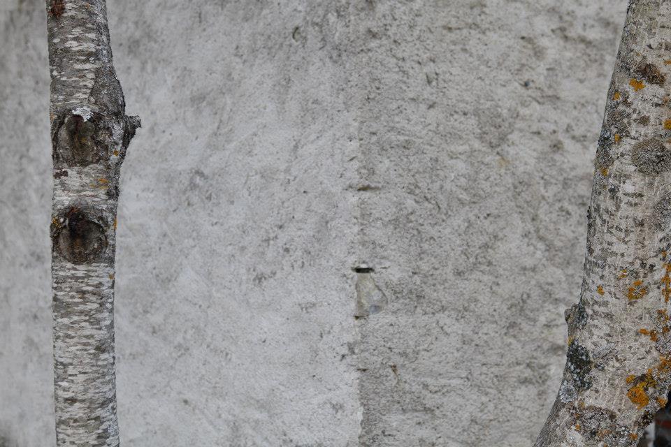 Parete e tronchi d'albero