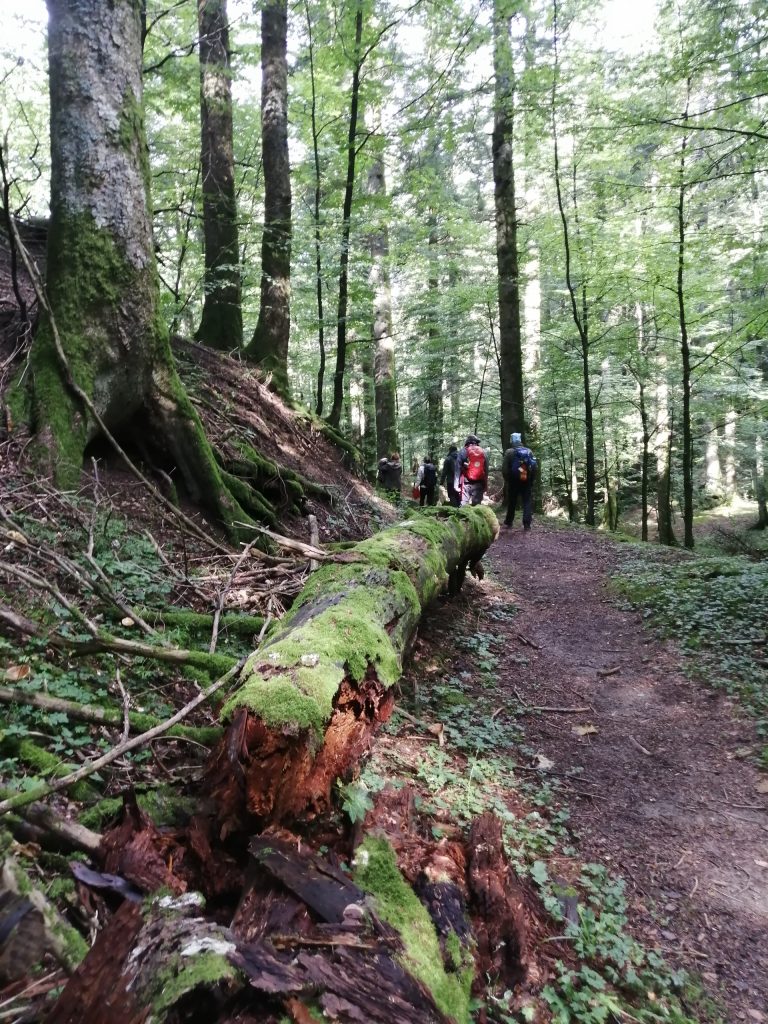 Foresta vetusta di faggi