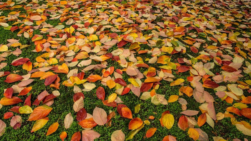 Tappeto di foglie sull'erba