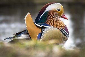 Riflessione sull’attesa nello sguardo e sul tempo che precede l’azione fotografica come condizione percettiva.