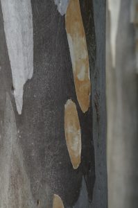 Texture corteccia di albero di eucalipto