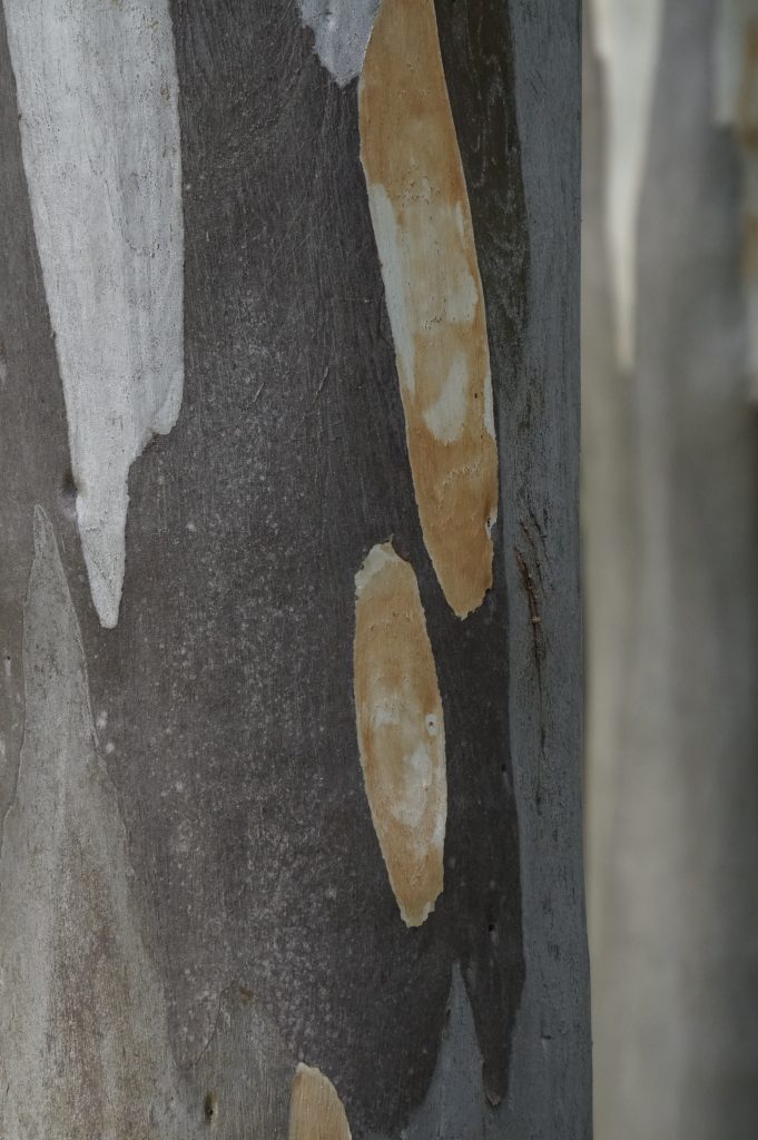 Texture corteccia di albero di eucalipto