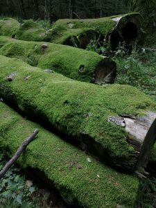 Tronchi di vecchi faggi in decomposizione