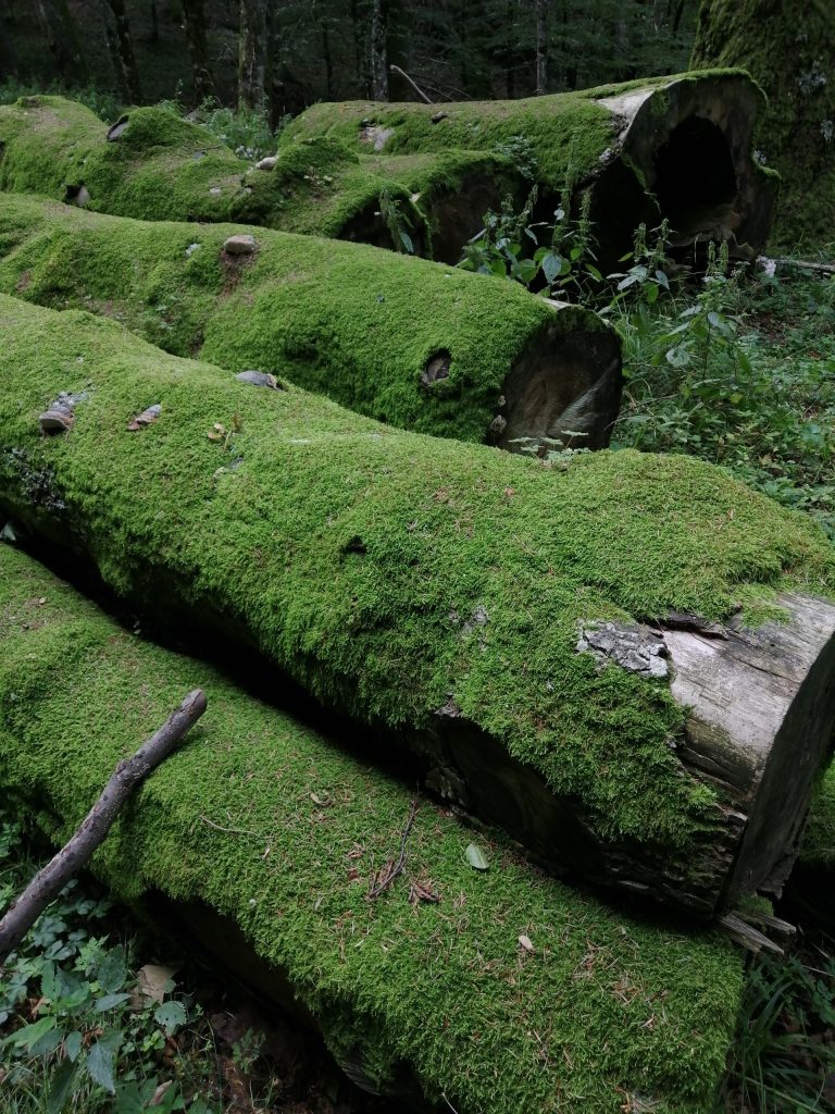 Tronchi di vecchi faggi in decomposizione