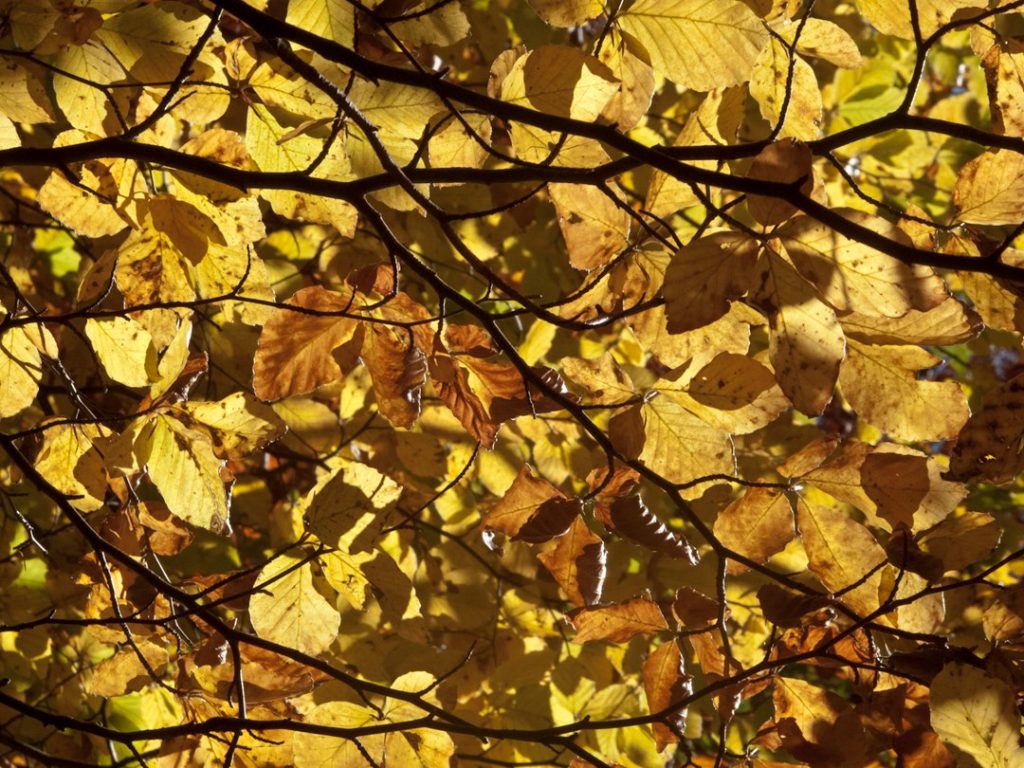 Luce tra le foglie: Komorebi