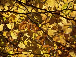 Luce tra le foglie: Komorebi