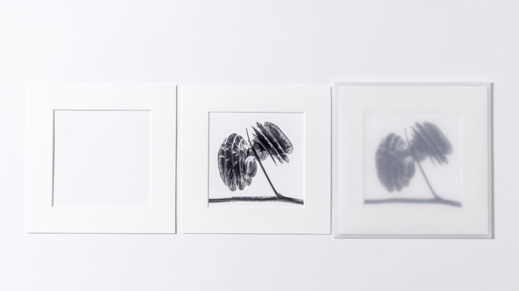 Stampa più passepartout